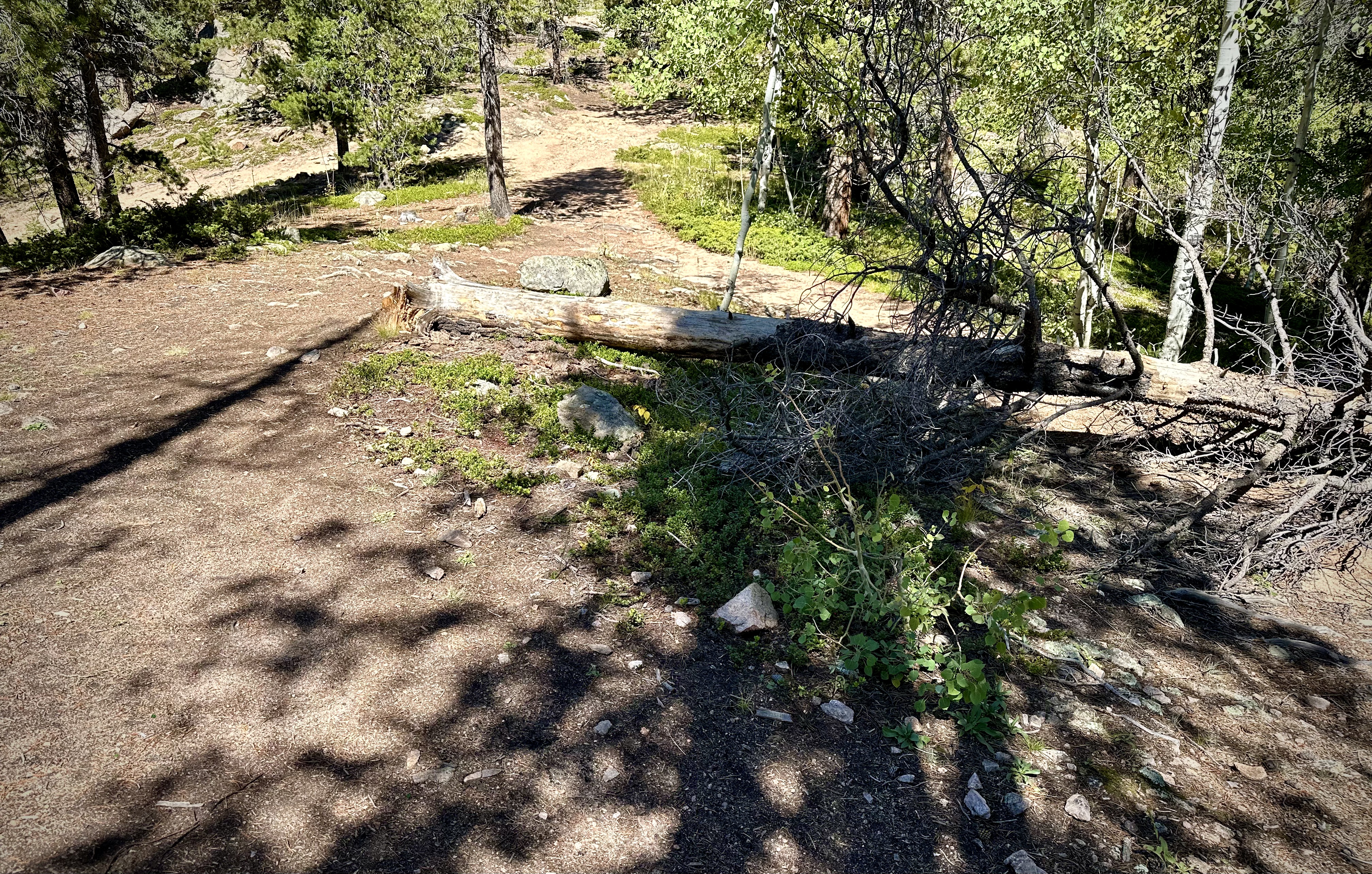 an improvised trail around a fallen tree blocking the original path in a forest